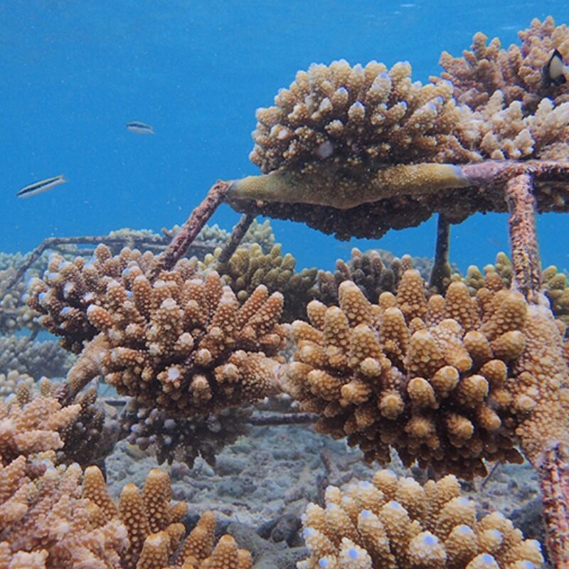 https://www.coloursofoblu.com/wp-content/uploads/2025/01/coral-conservation-aspect-ratio-800-800.jpg
